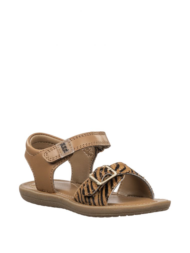 טינקרבל זברה